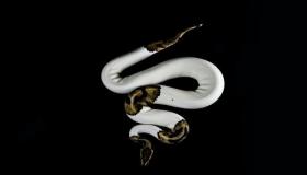Lær fortolkningen af ​​drømmen om den hvide slange af Ibn Sirin og fortolkningen af ​​​​den hvide slanges bid i en drøm