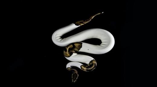 Naučite tumačenje sna bijele zmije od Ibn Sirina i tumačenje ujeda bijele zmije u snu.