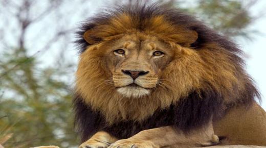 Saznaj tumačenje sna o lavu u kući od Ibn Sirina