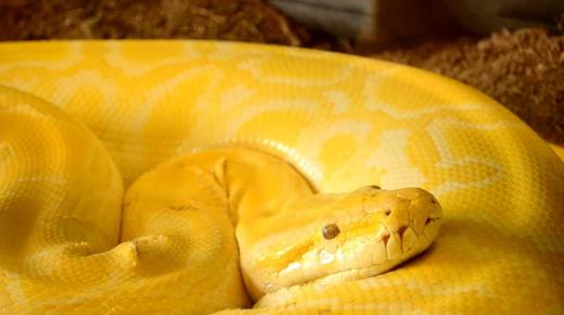Přečtěte si o výkladu snu o žlutém hadovi od Ibn Sirina