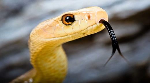 Prečítajte si o výklade sna o žltom hadovi od Ibn Sirina a výklade sna o žltom hadovi pre vydatú ženu