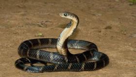 Den vigtigste 20 fortolkning af slangedrømmen af ​​Ibn Sirin og Al-Nabulsi