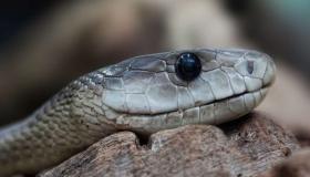 Իբն Սիրինի կողմից օձերի մասին երազի մեկնաբանությունը