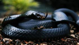 Přečtěte si o výkladu snu Ibn Sirina o černém hadovi