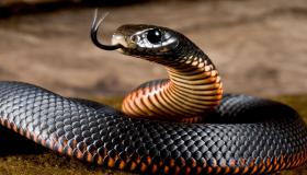 Hvad er fortolkningen af ​​at se den sorte slange i en drøm af Ibn Sirin?