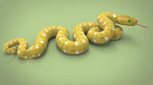 Prečítajte si o interpretácii sna žltého hada od Ibn Sirina a uhryznutí žltého hada vo sne
