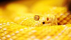 Opi tulkinnasta unesta keltaisesta käärmeestä, joka jahtaa minua unessa, Ibn Sirinin mukaan