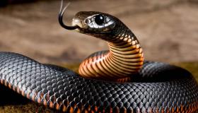 Mikä on Ibn Sirinin unen tulkinta värillisistä käärmeistä?
