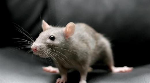 Prečítajte si o interpretácii sna potkanov a myší od Ibn Sirina