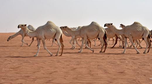 Mikä on tulkinta unesta monista kameleista, jotka juoksevat Ibn Sirinin mukaan?