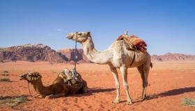 Foghlaim faoi léirmhíniú aisling camel sa teach ag Ibn Sirin