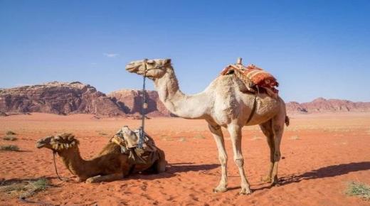 Opi tulkinnasta Ibn Sirinin unelmasta kamelista talossa