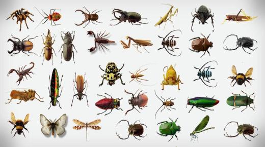 100 interpretasi sing paling penting saka ngimpi serangga kanggo wanita tunggal dening Ibnu Sirin