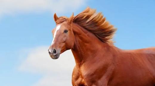 根据伊本·西林的说法，梦见房子里有一匹棕色的马有什么解释？