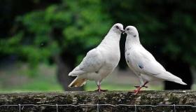Zjistěte více o výkladu snu o bílých holubech podle Ibn Sirina