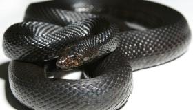 Hvad er fortolkningen af ​​den store sorte slangedrøm?