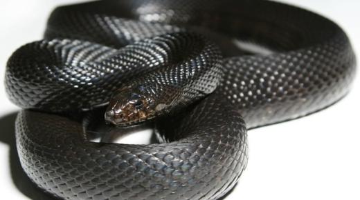 Mikä on suuren mustan käärmeen unelman tulkinta?