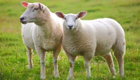 Зүүдэндээ хонь харах нь хүний ​​хувьд ямар тайлбар вэ?