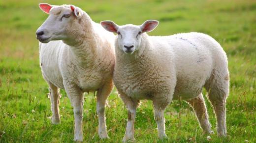 Aký je výklad videnia ovce vo sne pre človeka?