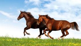Saznajte o tumačenju snova o smeđem konju od Ibn Sirina