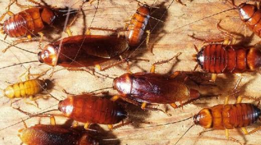 Den vigtigste 20 fortolkning af at se kakerlakker i en drøm af Ibn Sirin