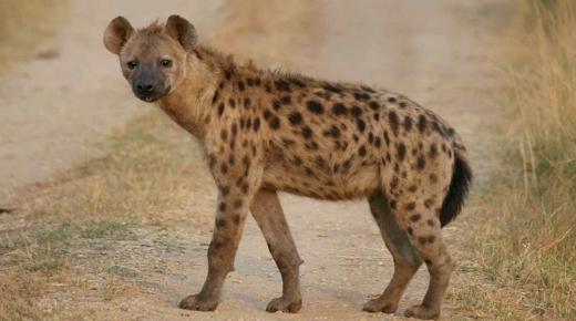 Apa interpretasi saka ngimpi hyena saka Ibnu Sirin?