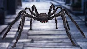 Lær fortolkningen af ​​den sorte edderkopdrøm af Ibn Sirin