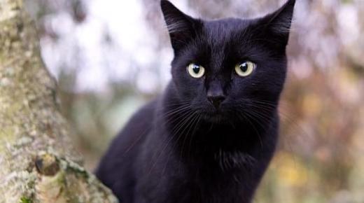 Fortolkning af en drøm om en sort kat