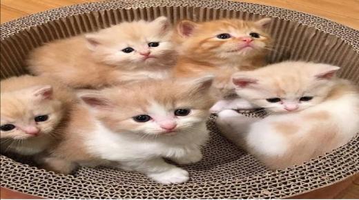 Naučte sa interpretovať sen o malých farebných mačiatkach