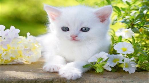 Aký je výklad sna bielej mačky Ibn Sirina?