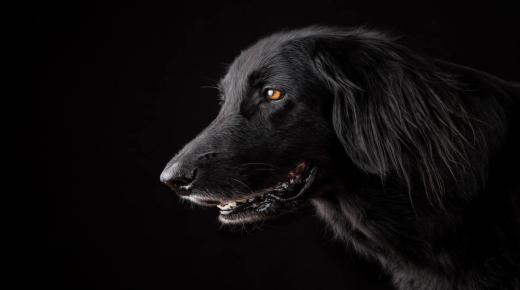Իմացեք սև շան մասին Իբն Սիրինի երազի մեկնաբանությունը