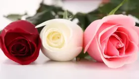 Ո՞րն է վարդերի մասին երազի մեկնաբանությունը Իբն Սիրինի համար: