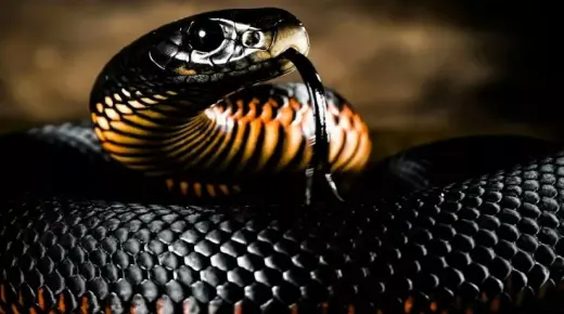 Mikä on tulkinta Ibn Sirinin unelmasta mustasta käärmeestä?