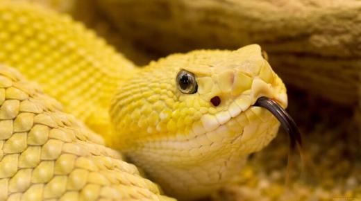 Znám výklad snu o žlutém hadovi od Ibn Sirina a výklad toho, jak muž ve snu viděl žlutého hada