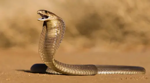 Výklad snu o hadovi, který mě pronásleduje a neštípe, podle Ibn Sirina