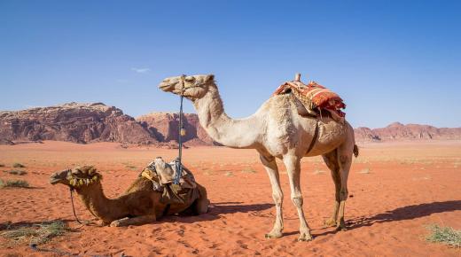 Mikä on tulkinta unesta kamelin puremisesta Ibn Sirinin mukaan?