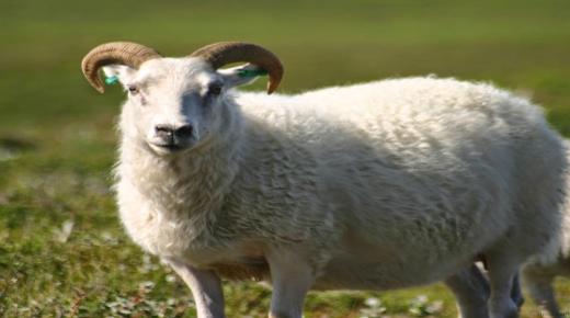 Prečítajte si o interpretácii sna o ovci od Ibn Sirina a o tom, ako vidieť mŕtvu ovcu vo sne
