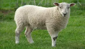 Výklad snu o bílých ovcích podle Ibn Sirina