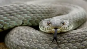 Fortolkning af en drøm om en slange for en gift kvinde: dens farve er grå i en drøm ifølge Ibn Sirin