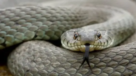 Výklad sna o hadovi pre vydatú ženu: jeho farba je šedá vo sne podľa Ibn Sirina