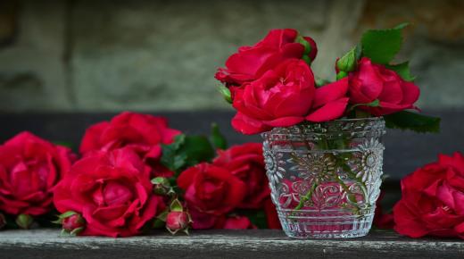 Naučte sa interpretáciu videnia ruží vo sne od Ibn Sirina a Imáma Al-Sadiqa