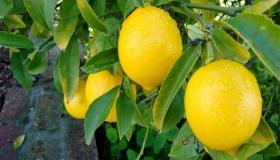 Jaký je výklad vidění citroníku ve snu podle Ibn Sirina?