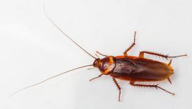 Hvad er fortolkningen af ​​en drøm om kakerlakker i huset for Ibn Sirin?
