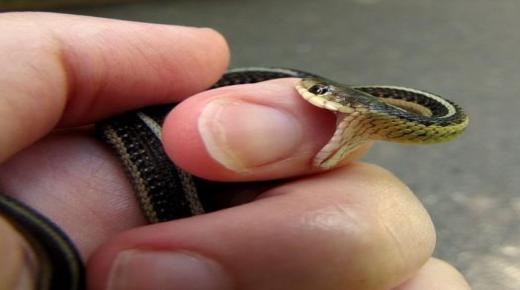 Mikä on käärmeen pureman unen tulkinta?