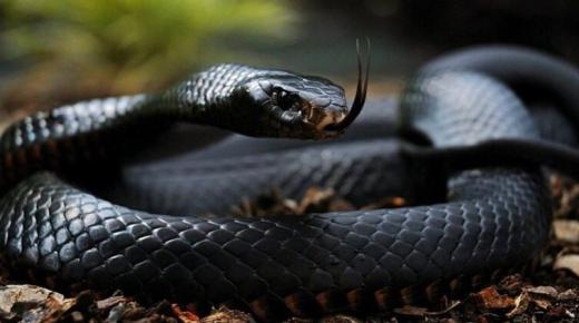 Дізнайтеся тлумачення сну про укус змії іншої людини