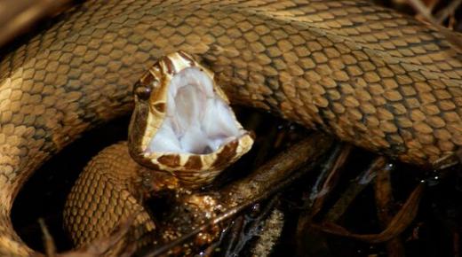 Ո՞րն է Իբն Սիրինի օձի խայթոցի երազանքի մեկնաբանությունը: