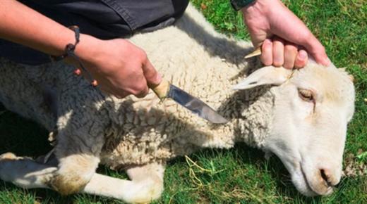 Opi tulkinta lampaiden teurastuksen näkemisestä unessa