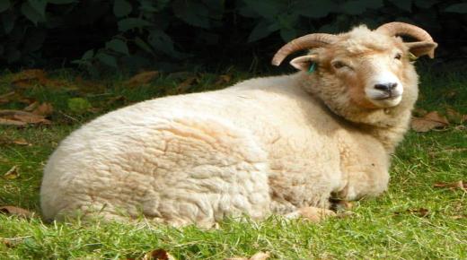 Prečítajte si o interpretácii vízie zabitia ovce vo sne od Ibn Sirina
