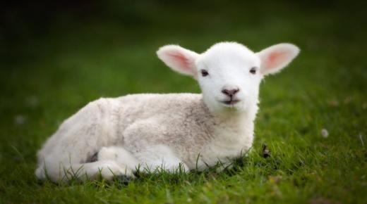 Իմացեք երազում ոչխար տեսնելու մեկնաբանությունը Իբն Սիրինի կողմից