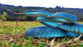 Naučite tumačenje viđenja velike zmije u snu za udanu ženu